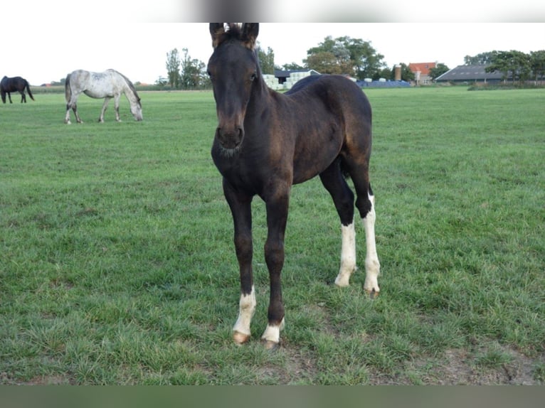 Barock Pinto Hengst 2 Jaar in Bunde