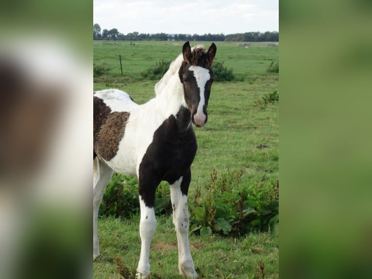 Barock Pinto Hengst 2 Jaar in Bunde