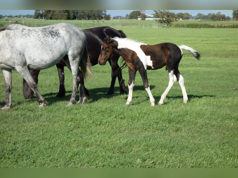 Barock Pinto Hengst 2 Jaar in Bunde