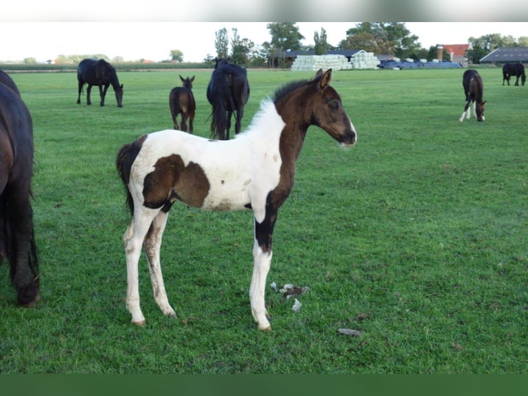 Barock Pinto Hengst 2 Jaar in Bunde