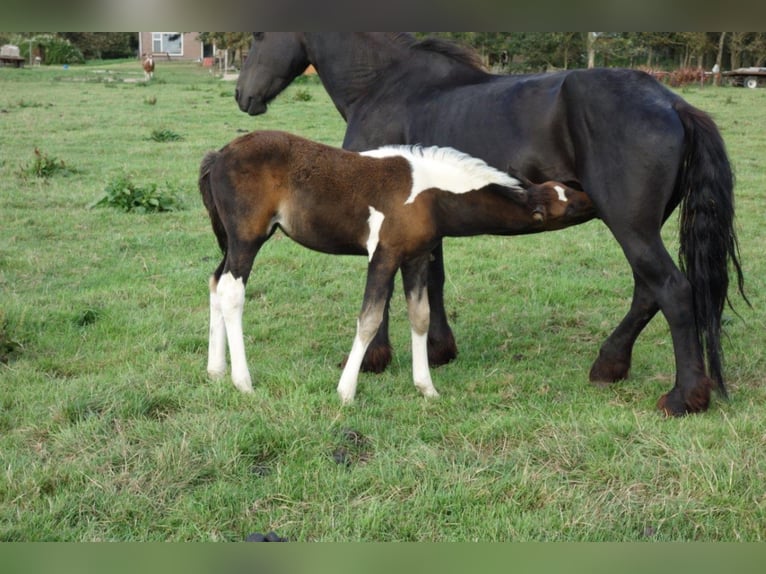 Barock Pinto Hengst 2 Jaar in Bunde