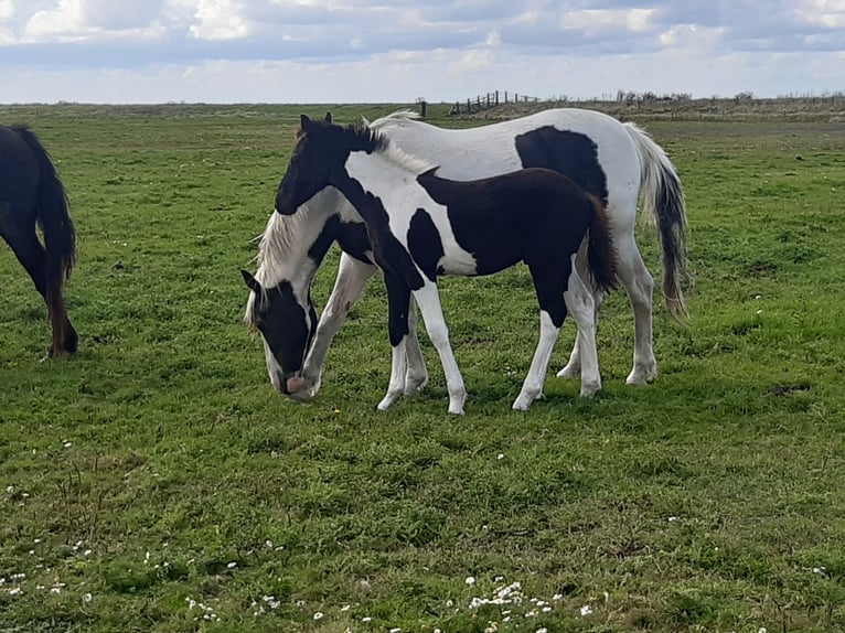 Barock Pinto Hengst 2 Jaar in Bunde