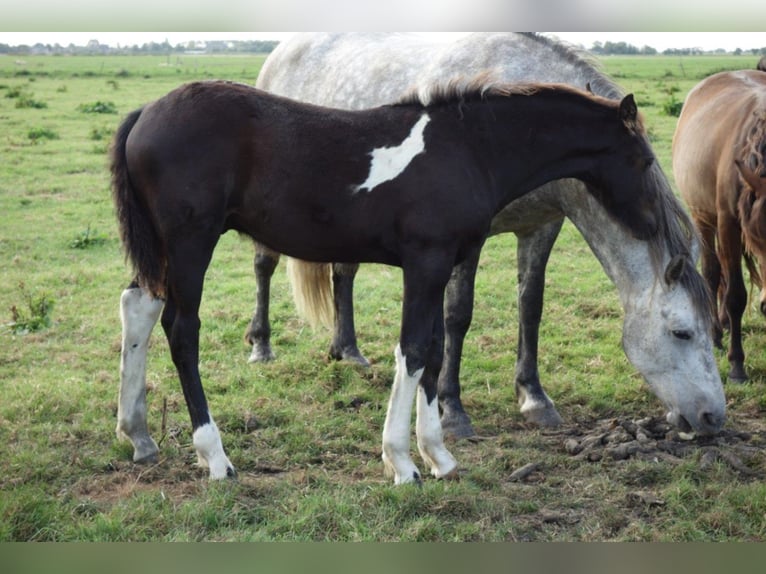 Barock Pinto Hengst 2 Jaar in Bunde