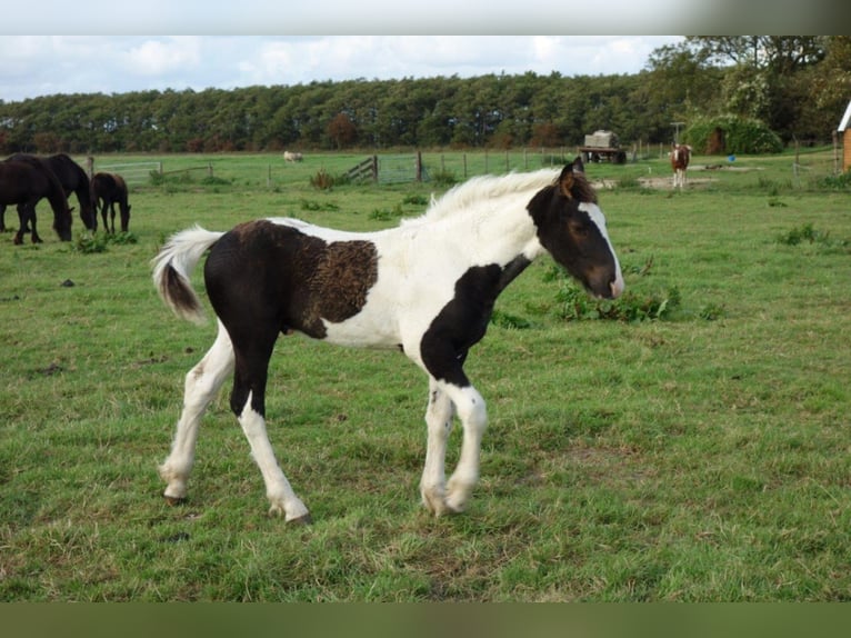 Barock Pinto Hengst 2 Jaar in Bunde