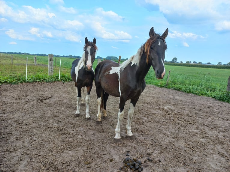 Barock Pinto Hengst 2 Jaar Gevlekt-paard in Steenwijk