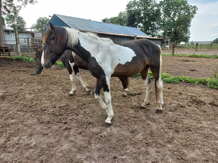 Barock Pinto Hengst 2 Jaar Gevlekt-paard in Steenwijk