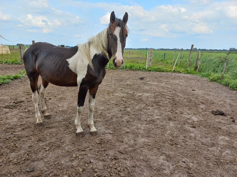 Barock Pinto Hengst 2 Jaar Gevlekt-paard in Steenwijk