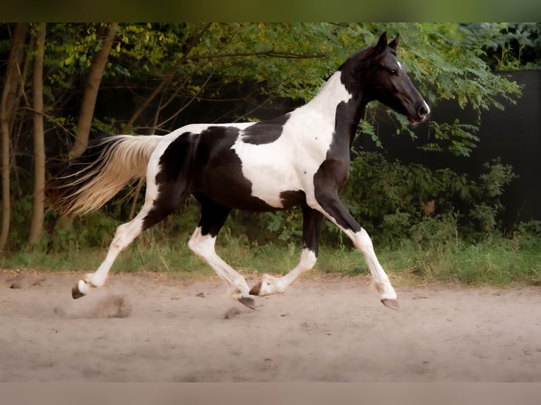 Barock Pinto Hengst 2 Jaar Gevlekt-paard in Trzebnica