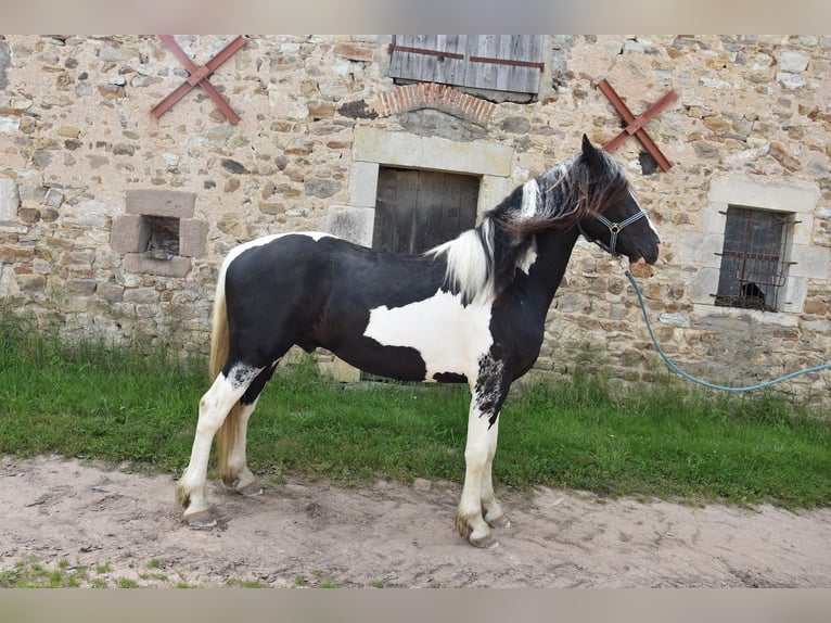 Barock Pinto Hengst 2 Jaar Tobiano-alle-kleuren in YgrandeBourbon larchambault