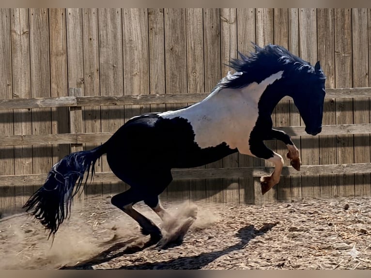 Barock Pinto Hengst 3 Jaar 152 cm Gevlekt-paard in Vejer de la Frontera
