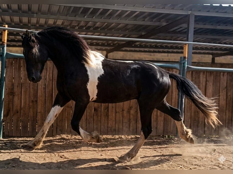 Barock Pinto Hengst 3 Jaar 152 cm Gevlekt-paard in Vejer de la Frontera