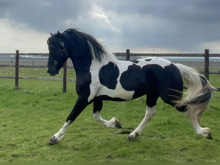 Barock Pinto Mix Hengst 3 Jaar 160 cm Gevlekt-paard in Heerhugowaard