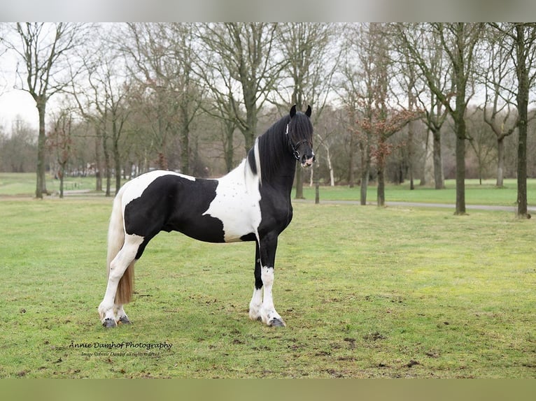 Barock Pinto Mix Hengst 3 Jaar 160 cm Gevlekt-paard in Heerhugowaard