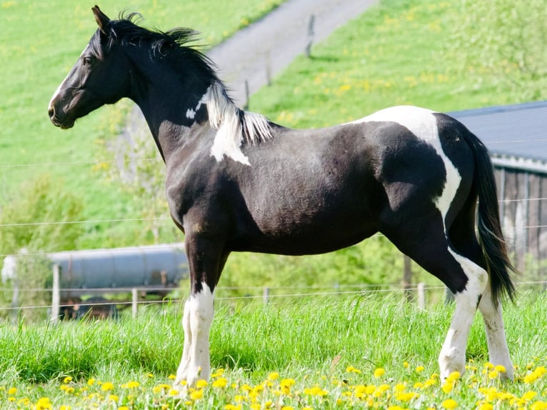 Barock Pinto Hengst 3 Jaar 160 cm Gevlekt-paard in Velbert