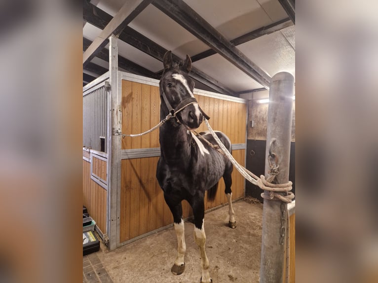 Barock Pinto Hengst 3 Jaar 160 cm Gevlekt-paard in Velbert