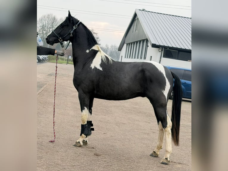 Barock Pinto Hengst 3 Jaar 160 cm Gevlekt-paard in Velbert