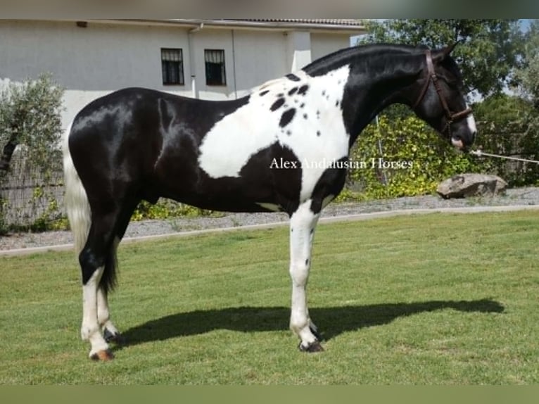 Barock Pinto Hengst 3 Jaar 162 cm  in Sevilla
