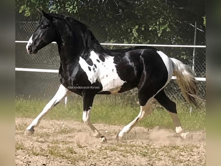 Barock Pinto Hengst 3 Jaar 162 cm  in Sevilla