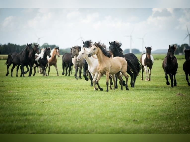 Barock Pinto Hengst 3 Jaar 165 cm Gevlekt-paard in Tzummarum