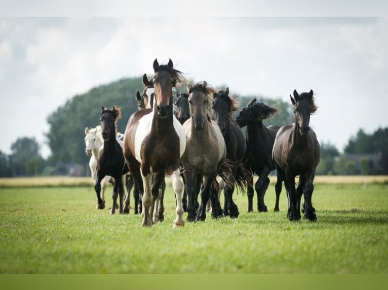 Barock Pinto Hengst 3 Jaar 165 cm Gevlekt-paard in Tzummarum