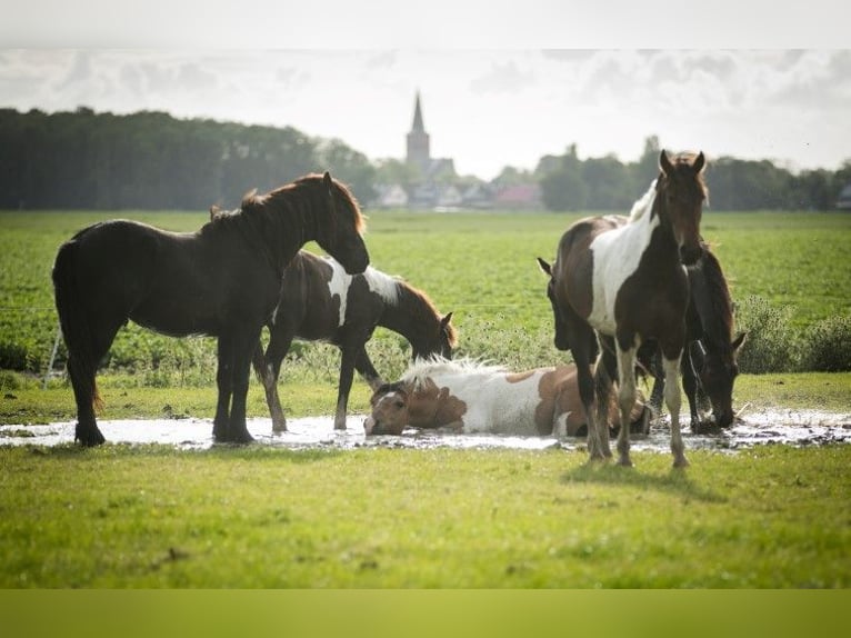 Barock Pinto Hengst 3 Jaar 165 cm Gevlekt-paard in Tzummarum