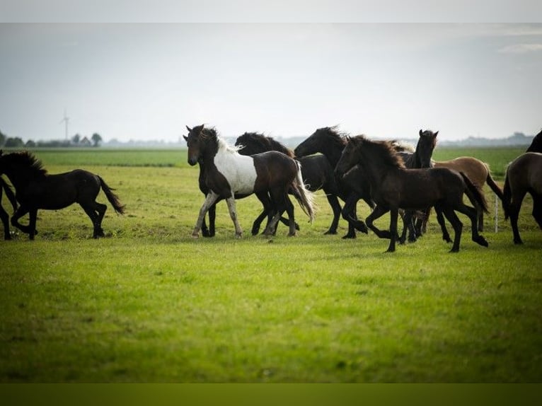 Barock Pinto Hengst 3 Jaar 165 cm Gevlekt-paard in Tzummarum