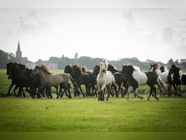 Barock Pinto Hengst 3 Jaar 165 cm Gevlekt-paard in Tzummarum