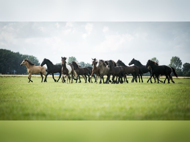 Barock Pinto Hengst 3 Jaar 165 cm Gevlekt-paard in Tzummarum