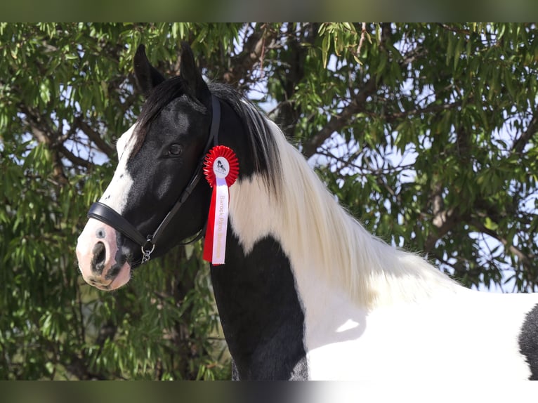 Barock Pinto Hengst 3 Jaar 166 cm Tobiano-alle-kleuren in Colmenar de Oreja