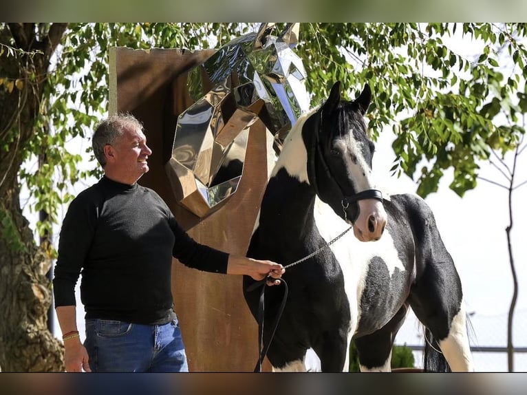 Barock Pinto Hengst 3 Jaar 166 cm Tobiano-alle-kleuren in Colmenar de Oreja
