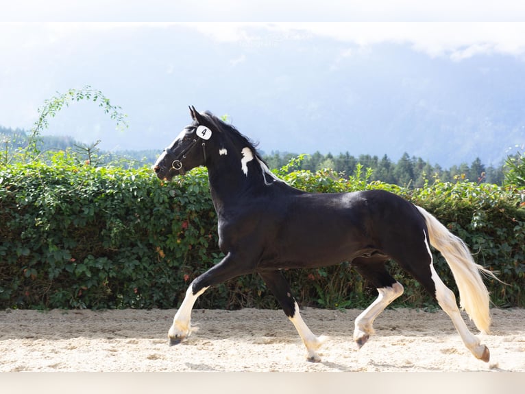 Barock Pinto Hengst 4 Jaar 161 cm Gevlekt-paard in Gmünd