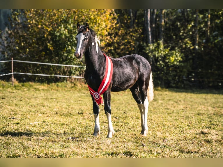 Barock Pinto Hengst 4 Jaar 161 cm Gevlekt-paard in Gmünd