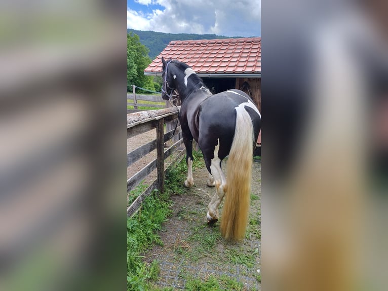 Barock Pinto Hengst 4 Jaar 161 cm Gevlekt-paard in Gmünd