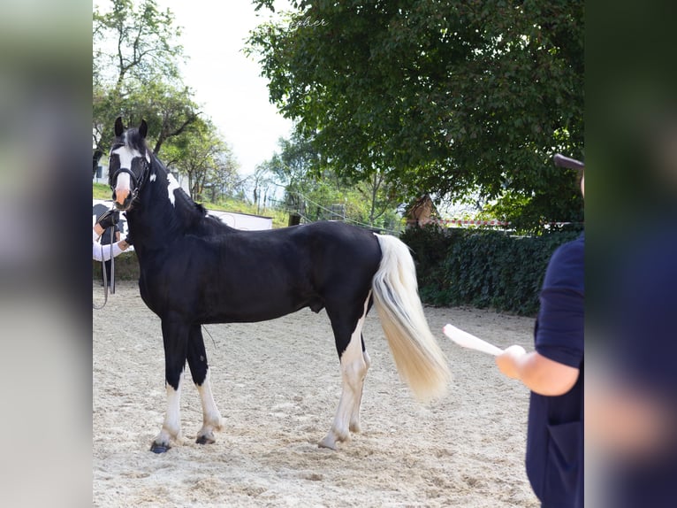 Barock Pinto Hengst 4 Jaar 161 cm Gevlekt-paard in Gmünd