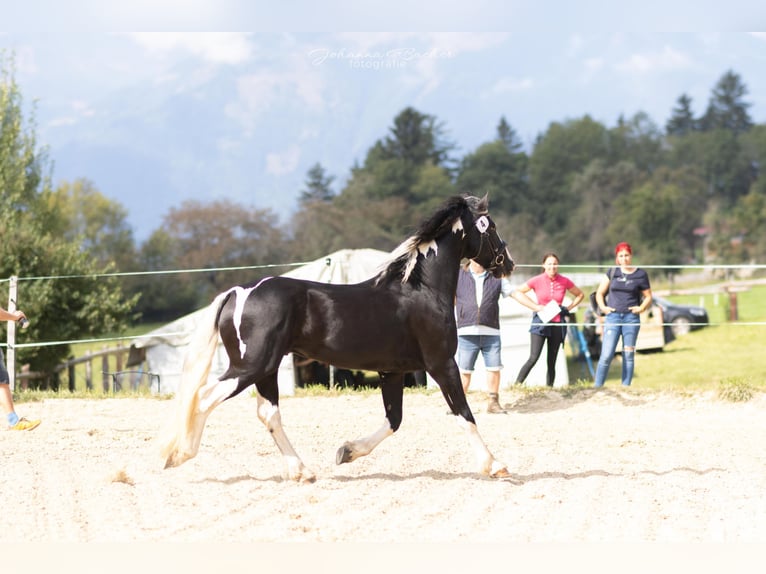 Barock Pinto Hengst 4 Jaar 161 cm Gevlekt-paard in Gmünd