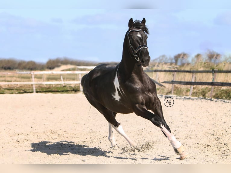 Barock Pinto Hengst 4 Jaar 165 cm Gevlekt-paard in Hollum