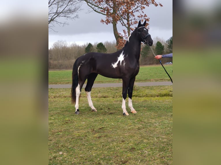 Barock Pinto Hengst 4 Jaar 165 cm Gevlekt-paard in Hollum
