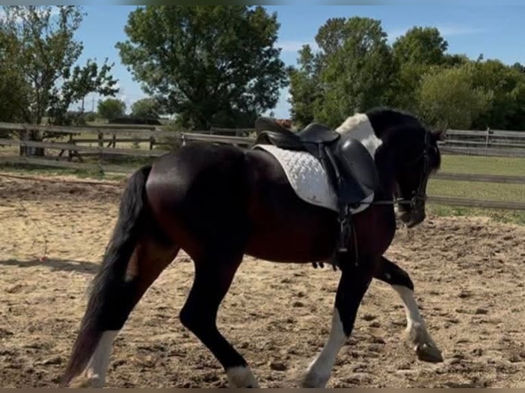 Barock Pinto Hengst 4 Jaar 165 cm Gevlekt-paard in Rechnitz