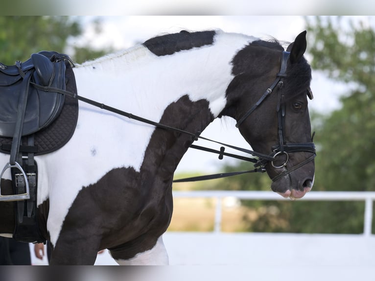 Barock Pinto Hengst 4 Jaar 170 cm Tobiano-alle-kleuren in Colmenar de Oreja