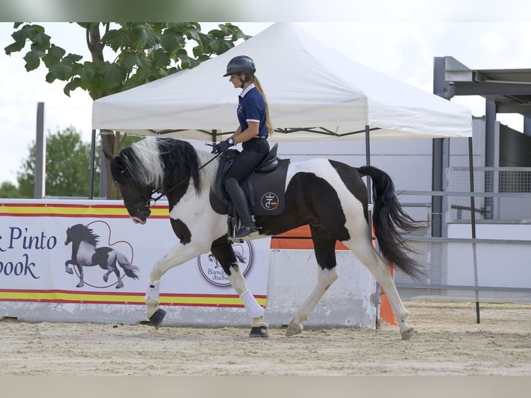 Barock Pinto Hengst 4 Jaar 170 cm Tobiano-alle-kleuren in Colmenar de Oreja