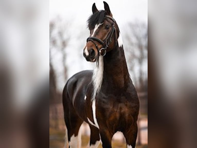 Barock Pinto Mix Hengst 5 Jaar 150 cm Gevlekt-paard in heeg