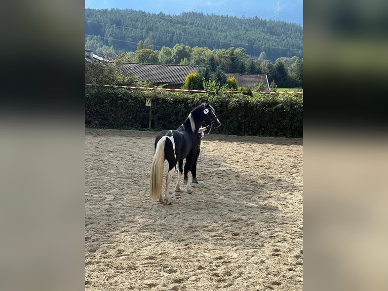 Barock Pinto Hengst 5 Jaar 161 cm Gevlekt-paard in Gmünd