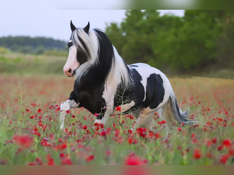 Barock Pinto Hengst 6 Jaar 161 cm Tobiano-alle-kleuren in Balcon Del Tajo (Urbanizacion)Colmenar de Oreja