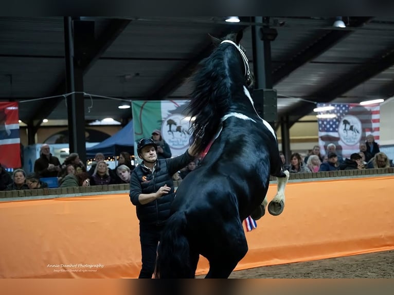 Barock Pinto Hengst Gevlekt-paard in Ossenzijl