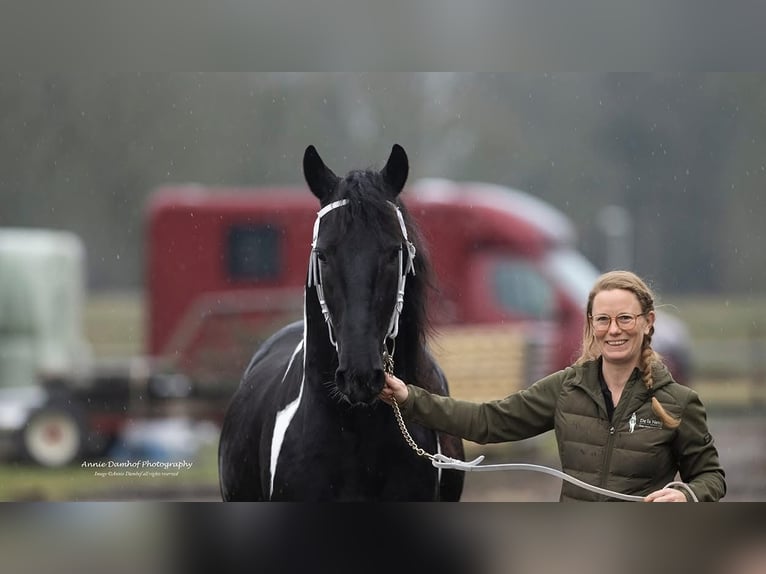 Barock Pinto Hengst Gevlekt-paard in Ossenzijl