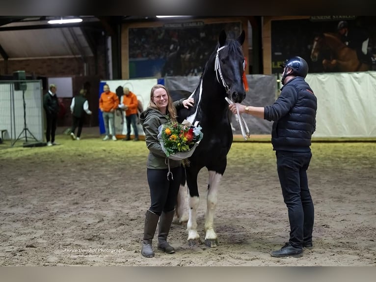 Barock Pinto Hengst Gevlekt-paard in Ossenzijl