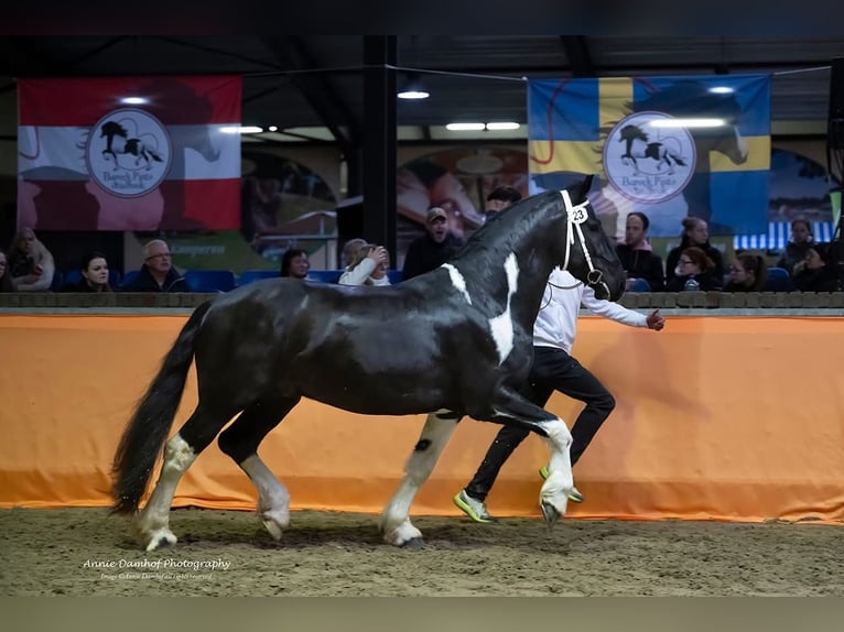 Barock Pinto Hengst Gevlekt-paard in Ossenzijl