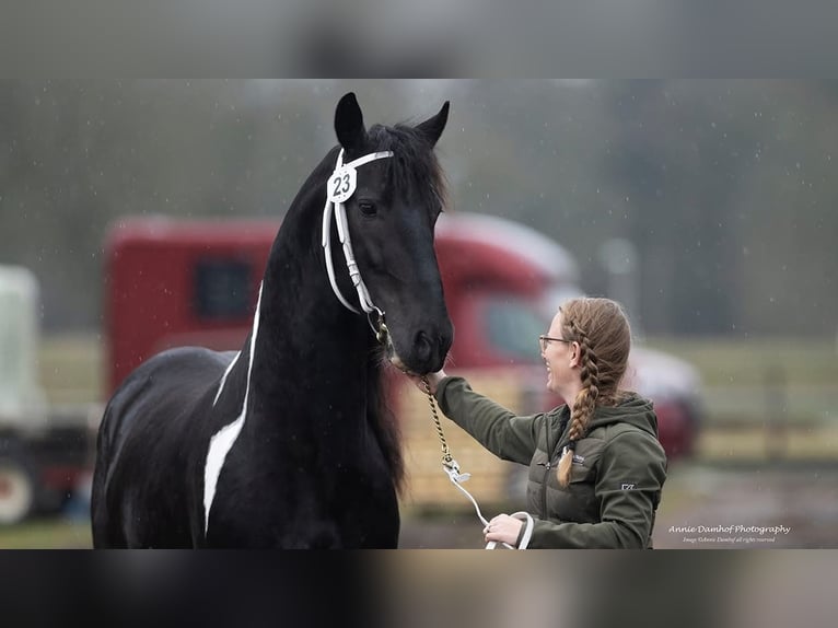 Barock Pinto Hengst Gevlekt-paard in Ossenzijl