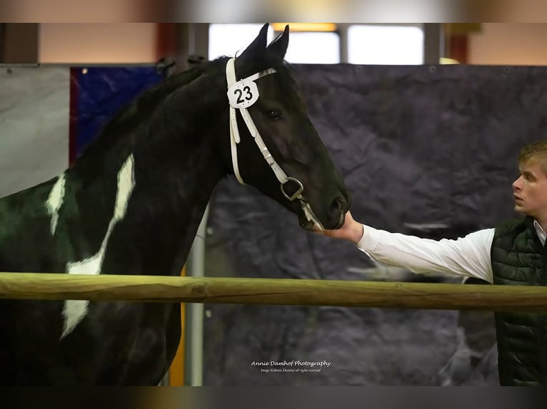 Barock Pinto Hengst Gevlekt-paard in Ossenzijl