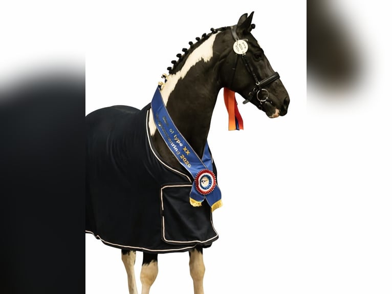 Barock Pinto Hengst Gevlekt-paard in Maarssen